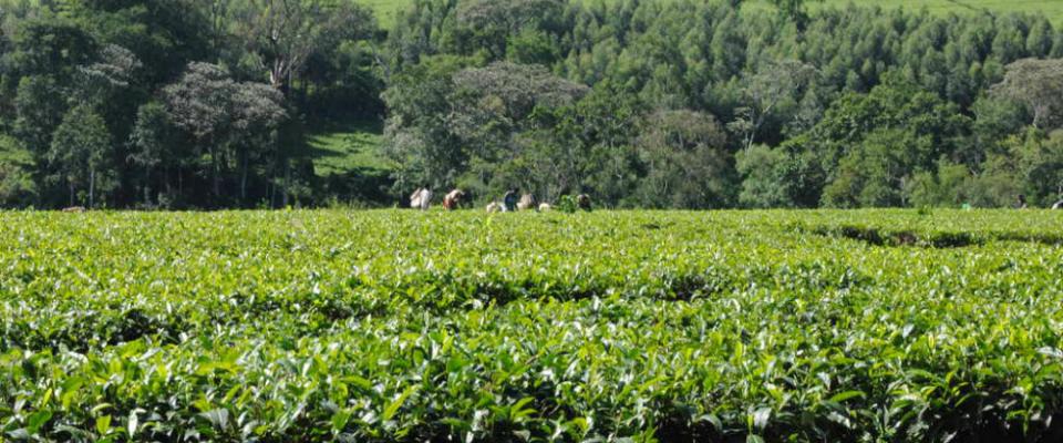  Uganda Tea, East Africa, Uganda, Nyambya, black CTC tea, Single Origin, Single Estate, Tea Factory, Family-owned