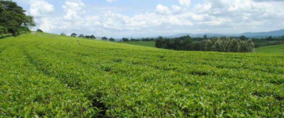 Uganda Tea, East Africa, Uganda, Nyambya, black CTC tea, Single Origin, Single Estate, Tea Factory, Family-owned